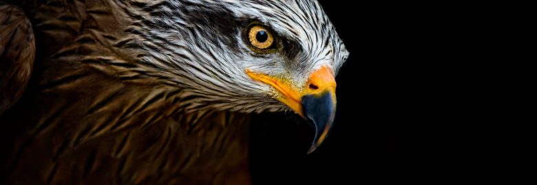 Hawkeye Digital Marketing