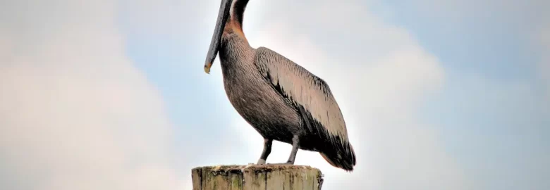 Effective Digital Marketing