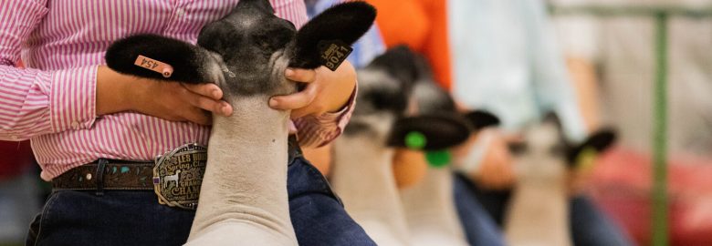 Sunrise Livestock Services