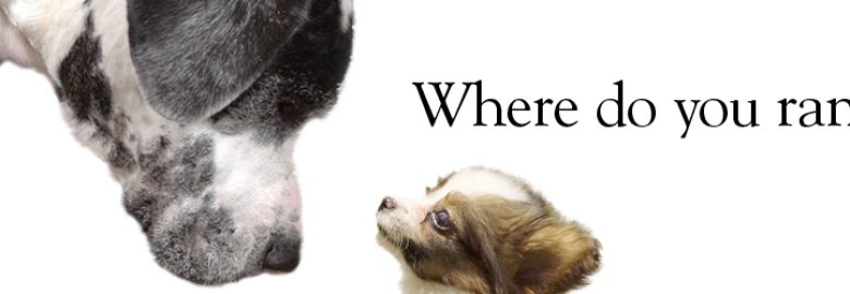 Rankdog Internet Marketing