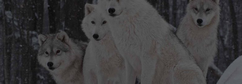 Social Wolves