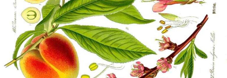 The Peachy Company – eCommerce Marketing Agency