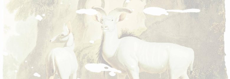 Kudu Creative
