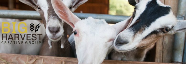 Big Harvest Creative Group