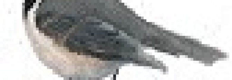 Chickadee Web Design