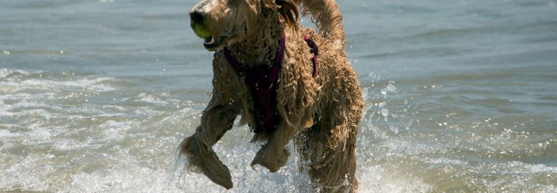 Jersey Cape Coupons Digital Marketing (The Jersey Shore Coupon Deals)