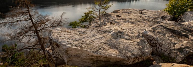 Ridge Pine Digital