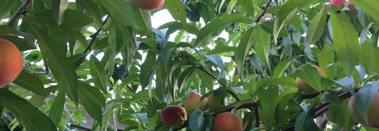 Barbara Williams SEO