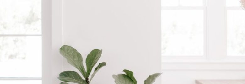 Creative Root Designs