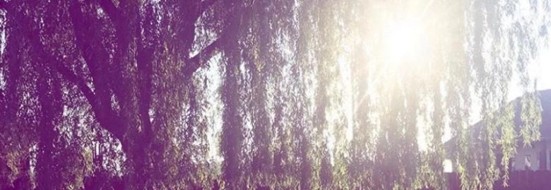 Willow Tree Marketing